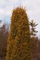 Juniperus communis Gold Cone IMG_9182 Jałowiec pospolity